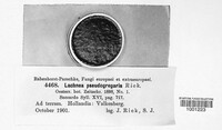 Trichophaea pseudogregaria image